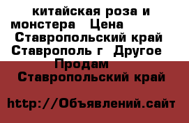 китайская роза и монстера › Цена ­ 2 500 - Ставропольский край, Ставрополь г. Другое » Продам   . Ставропольский край
